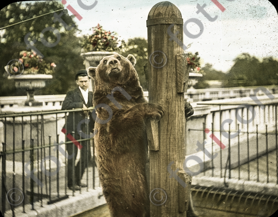Bär | Bear - Foto foticon-simon-167-045.jpg | foticon.de - Bilddatenbank für Motive aus Geschichte und Kultur
